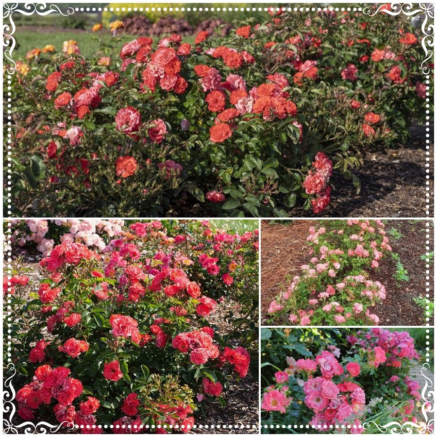 Coral Drift róża okrywowa